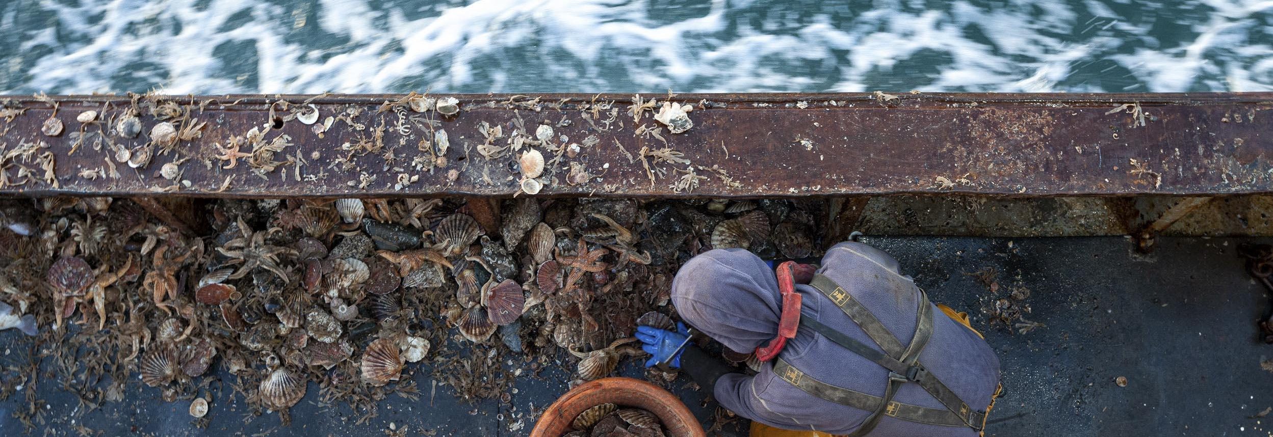 A person is sorting scallops on a fishing boat.