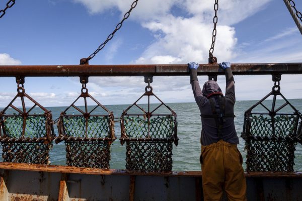 A fisherman holds and guides a raised scallop dredger on a fishing vessel.