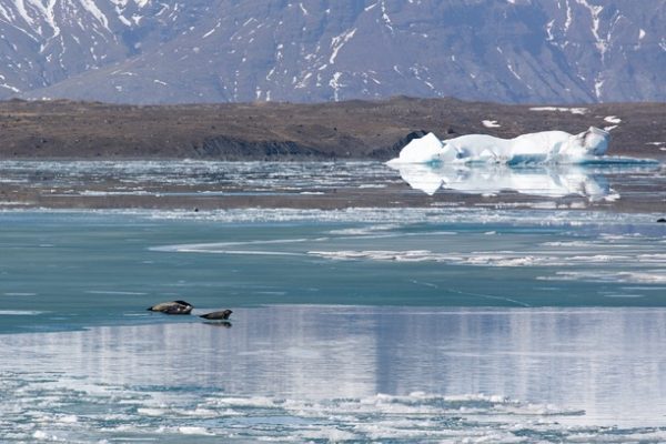 jokulsarlon glacier lagoon. An Iceburg is floating in the sea as seals swim beside it.