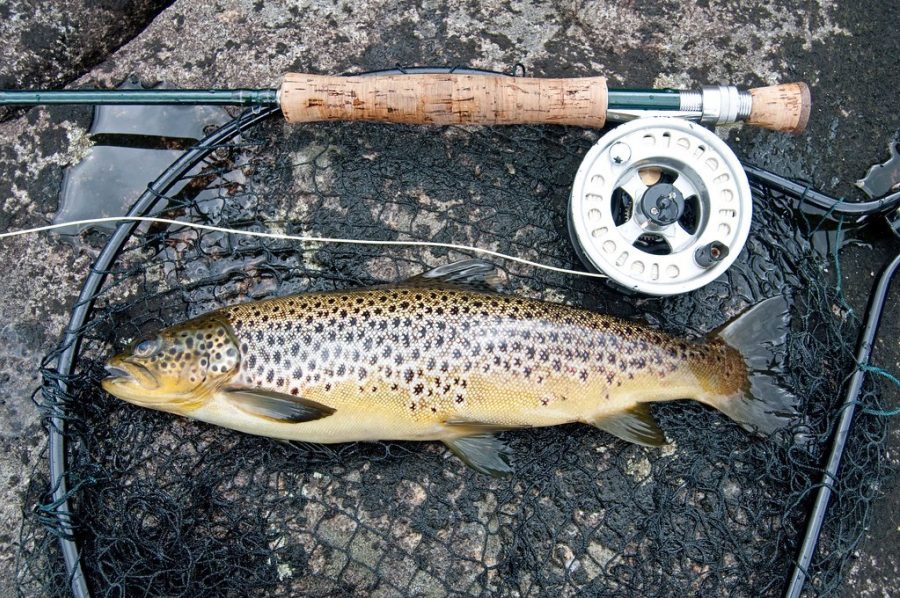 A fish lies in a net after being caught, the rod with reel above it.